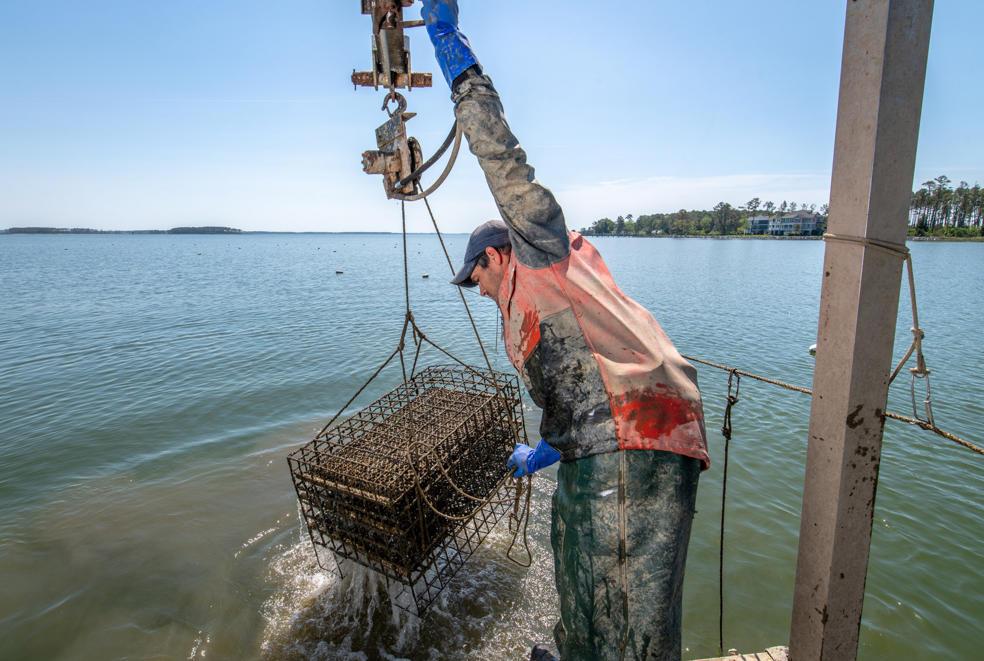 Aquaculture Cages Southern Maryland Oyster Guide