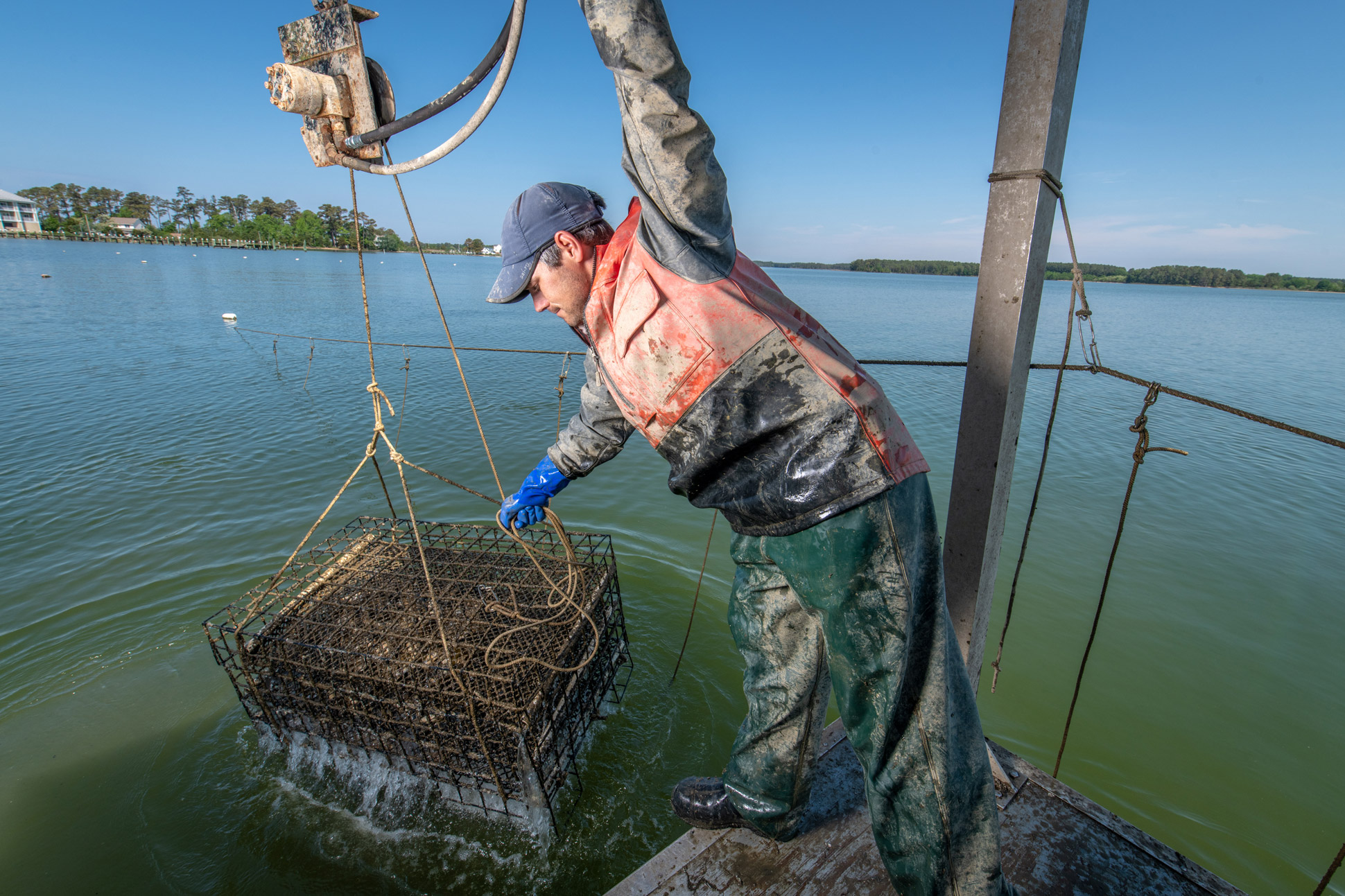 Aquaculture Cages Southern Maryland Oyster Guide