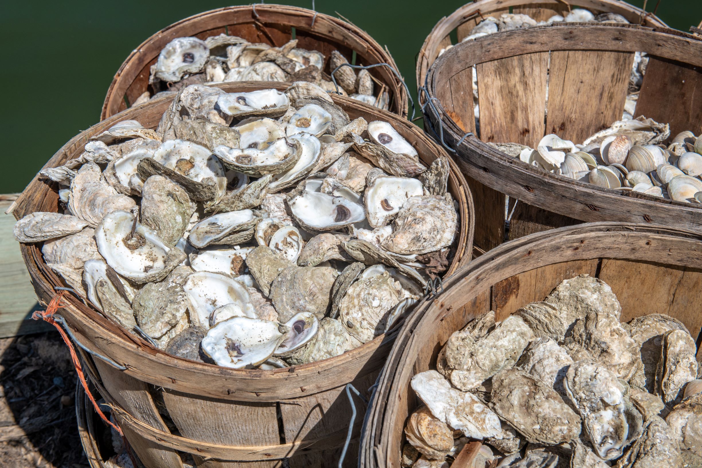 Charles County’s Oyster Heritage - Southern Maryland Oyster Guide